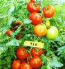 供应FA-516（海泽拉）—番茄种子