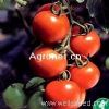 供应铃姬—番茄种子