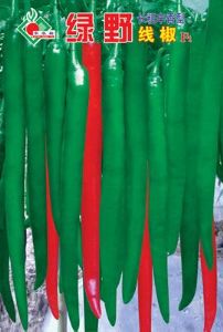 供应绿野长粗辛香型线椒F1—辣椒种子