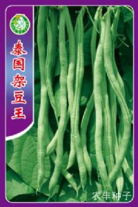 供应泰国架豆王—菜豆种子