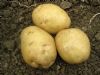 供应季节型土豆
