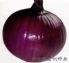 供应改良紫玉（紫皮高桩）—洋葱种子