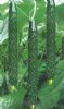 供应德利特8032（越冬温室）—黄瓜种子