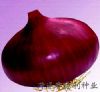 供应超级日本紫玉（紫皮扁桩）—洋葱种子