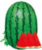 供应特大巨龙—西瓜种子