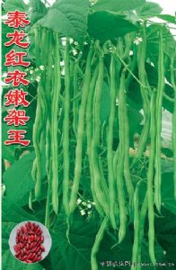 供应泰龙红衣嫩架王—菜豆种子