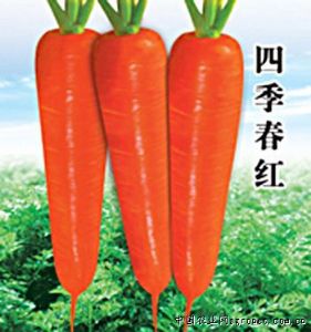供应四季春红—胡萝卜种子