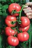 供应卡斯特罗—番茄种子
