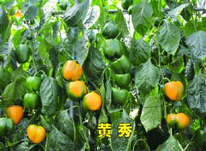 供应黄秀—甜椒种子