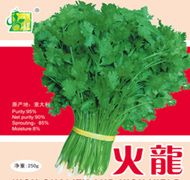 供应火龙——香菜种子