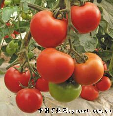 供应威霸5号番茄—番茄种子