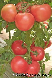 供应111秋艳改良种番茄—番茄种子