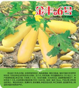 供应金丰6号种子—葫芦种子