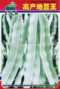 高产地豆王-菜豆种子