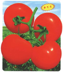 供应为农万红番茄—番茄种子