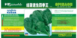 供应绿波速生四季王—菠菜种子