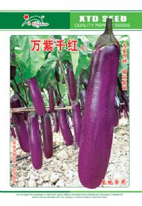供应万紫千红－辣椒种子