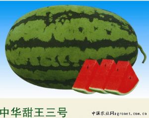 供应中华甜王三号—西瓜种子