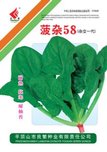 供应菠杂58—菠菜种子