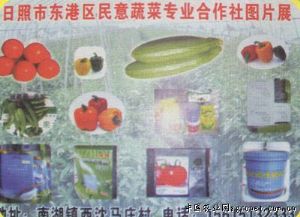 供应日照东港区民意蔬菜专业合作社图片展