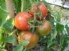 供应西红柿275－番茄种子