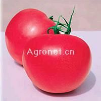 供应世农503番茄—番茄种子