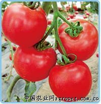 供应金辉1号番茄—番茄种子