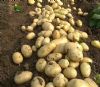 供应荷兰十五土豆