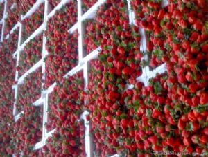 供应绿色园林草莓