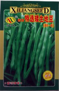 供应西凉特选矮生地豆（81-6）—菜豆种子
