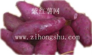 供应紫薯种子
