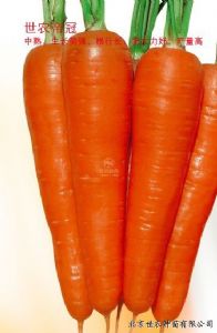 供应世农D1215 —胡萝卜种子