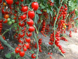 供应抗病毒千禧—樱桃番茄种子