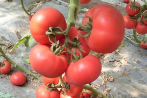 供应金盾粉王—番茄种子