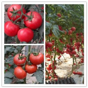 供应金盾粉王四号—番茄种子