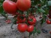 供应金盾粉王八号—番茄种子