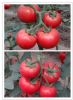 供应金盾粉王一号—番茄种子