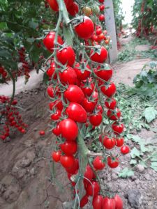 供应粉秀—樱桃番茄种子