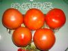 供应大红番茄—优质蔬菜