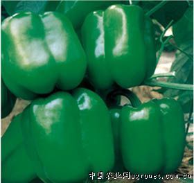 供应绿帝（SP-075)甜椒—甜椒种子