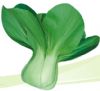 供应绿健—青梗菜种子