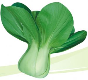 供应绿健—青梗菜种子