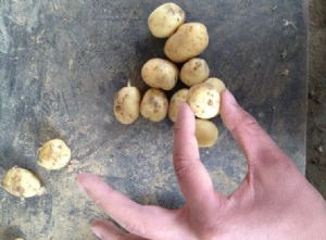 供应小土豆