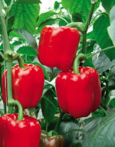 供应红冠—甜椒种子