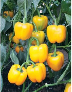 供应黄冠—甜椒种子