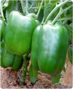 供应绿冠—甜椒种子