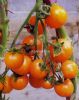 供应营养果F1—番茄种子