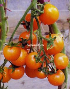 供应营养果F1—番茄种子