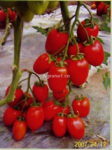 供应雅娜F1--樱桃番茄种子