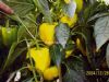 供应瓦尔特(黄塔)F1—甜椒种子